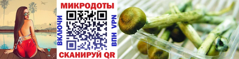 Галлюциногенные грибы Psilocybe  Ачхой-Мартан 